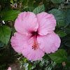 Hibiscus. Hibisco rosa, Rosa de China, Pacífico, Cardenales, Flor del beso