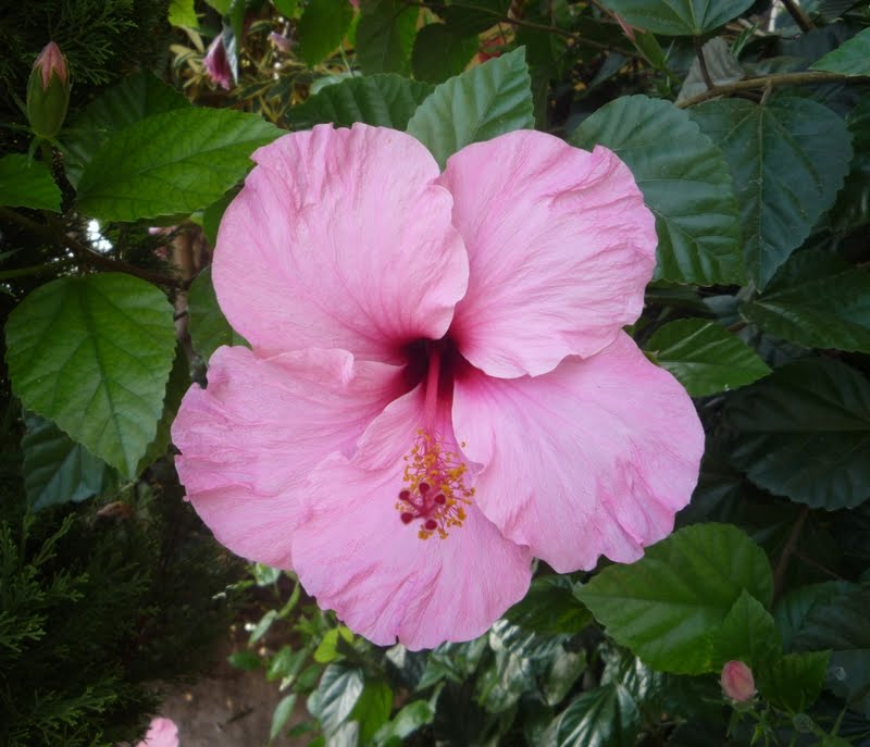Hibiscus. Hibisco rosa, Rosa de China, Pacífico, Cardenales, Flor del beso