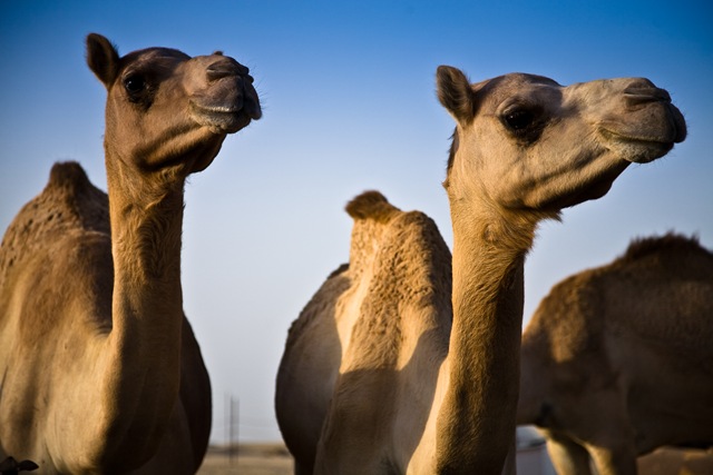 [Camels in Abu Dhabi[3].jpg]