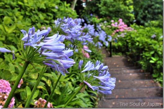 The temple amongst a persuasion together with lots of flowers TokyoMap Hase-Dera Temple: Flowers