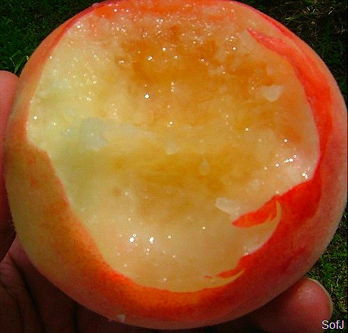 [peach[7].jpg]