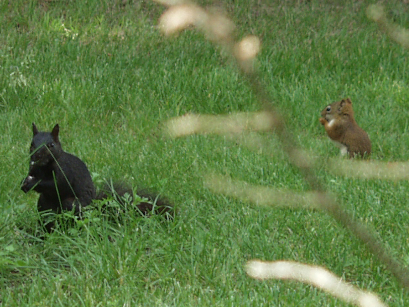 Eastern Gray Squirrel and American Red Squirrel