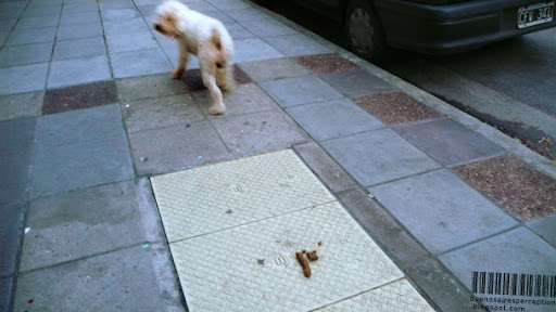 Poodle Dog Just Finished Pooping on a Sidewalk in Buenos Aires, Argentina