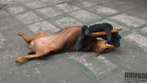 Dog Plays Dead in Buenos Aires, Argentina