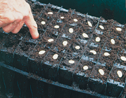 Planting seeds in Haxnicks Rootrainers
