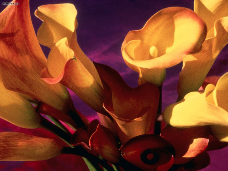 Calla_Lilies.dsc.jpg