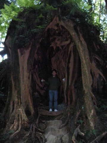 [giant tree at yu shan[6].jpg]