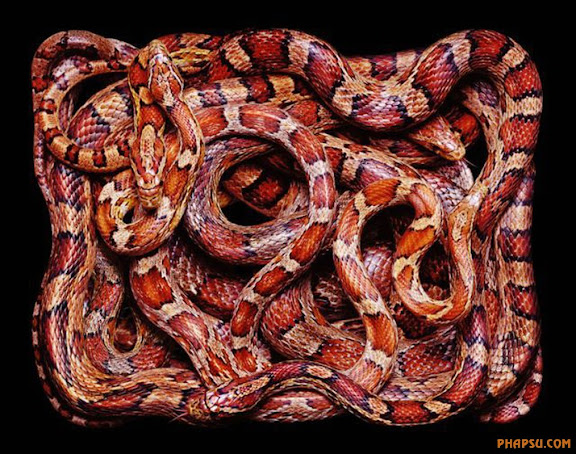 snake_art_25.jpg