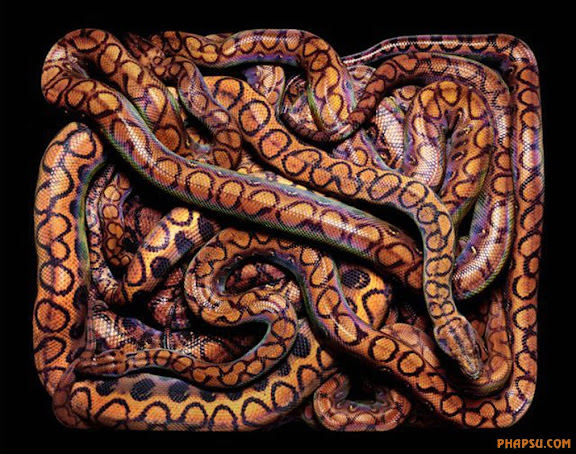 snake_art_01.jpg