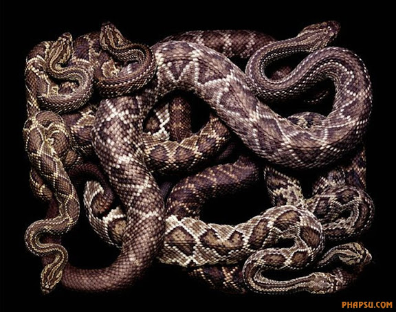 snake_art_09.jpg