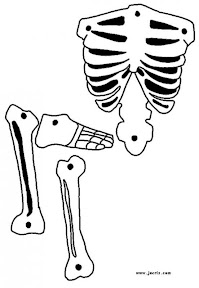skeleton-source_nsu.jpg