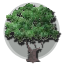 Boise Live logo