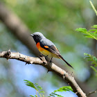 Scarlet Minivet - 1st winter male