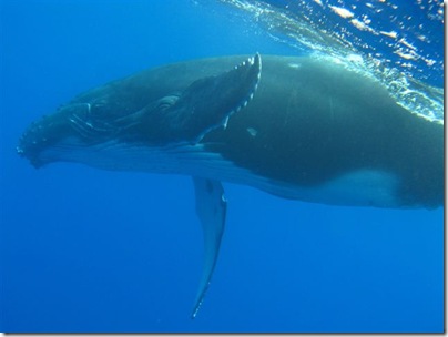 Swimming with Whales – Absolutely Amazing!