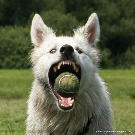 animales divertidos (16)