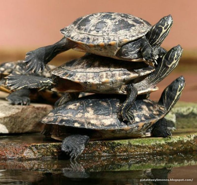 [animales divertidos (10)[2].jpg]