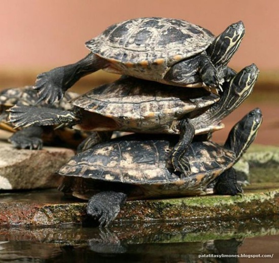 animales divertidos (10)