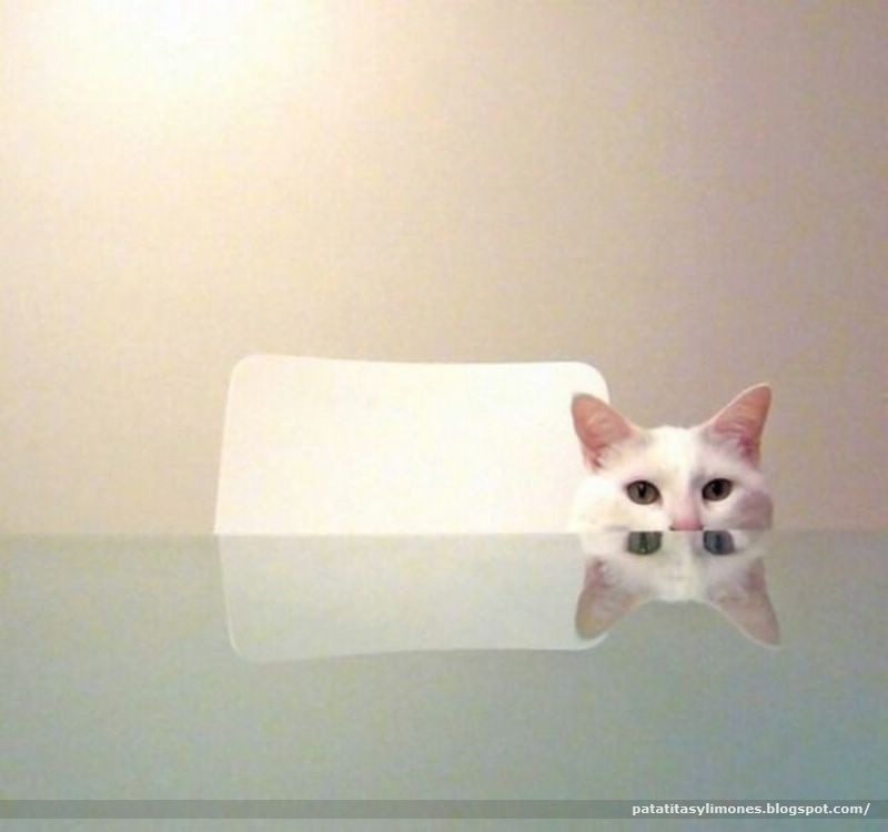 [animales divertidos (11)[2].jpg]