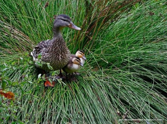 animales divertidos (14)