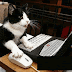 Gif divertido gato jugando con un ordenador PC
