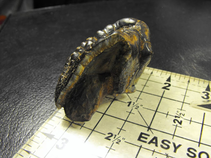 Mystery Fossil Jaw With Two Rows Of Teeth? - Fossil ID - The Fossil Forum