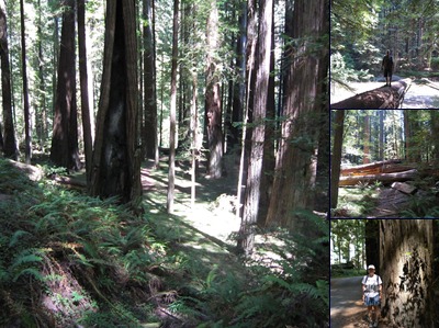 View Rockefeller Redwood Forest