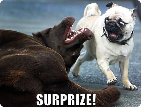 funny-dog-pictures-surprise-pug