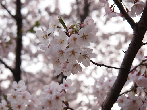[写真]清澄公園の桜