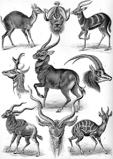 Рисунок Эрнста Геккеля - Антилопы (Antilopina)