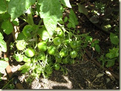 More Tomatoes 029
