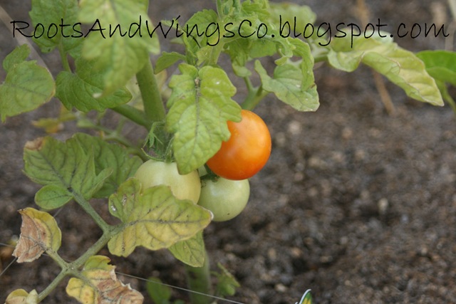 [tomato plant[3].jpg]