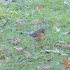 Audubon's Yellow-rumped Warbler