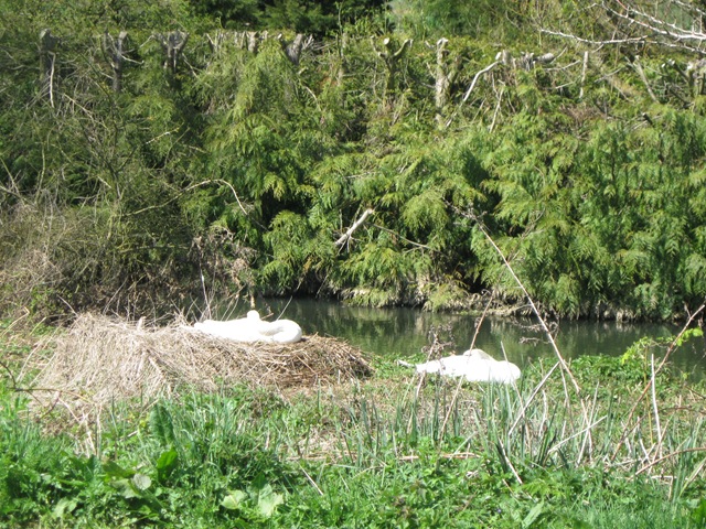 [IMG_0030 Swans nesting[2].jpg]