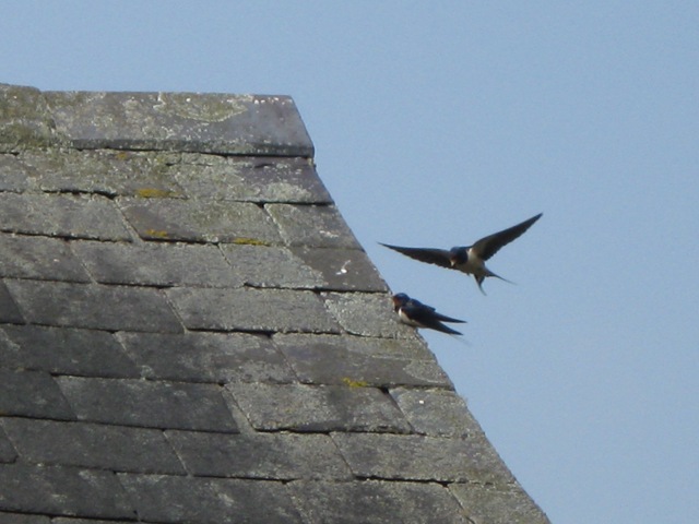 [IMG_0013 Swallows at Kings Sutton Lock[2].jpg]