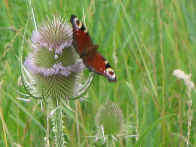 [IMG_0030 Peacock Butterfly[2].jpg]