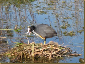 IMG_0034 Coot scratting