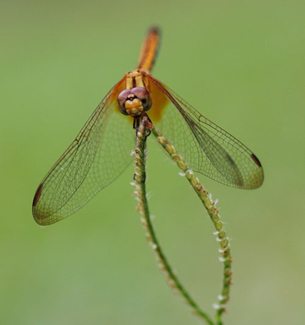 dragonflybycwye