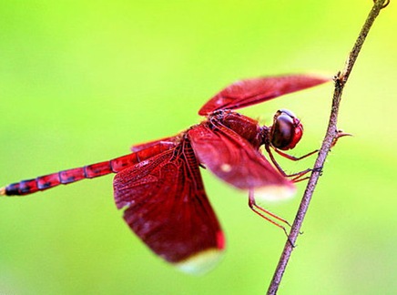 dragonflybylevoyageur