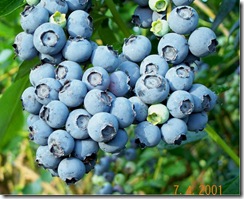 blueberry (2)