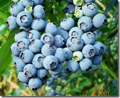 blueberry (2) blueberry (2)