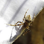 Common Garden Orb Weaving Spider