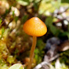 Heath Waxcap