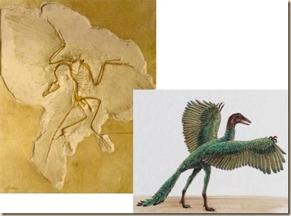 archaeopteryx2