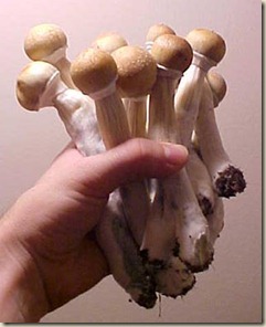magic-mushroom