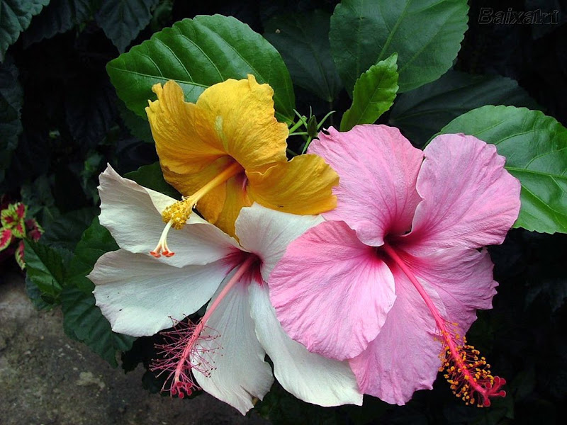 BXK13973_hibiscos800.jpg