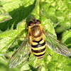 common hoverfly