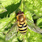 common hoverfly