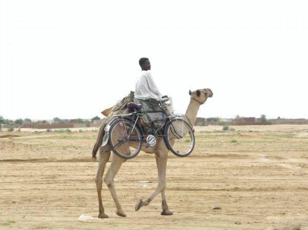 Photos that need no words to laugh - Bicycle on a camel