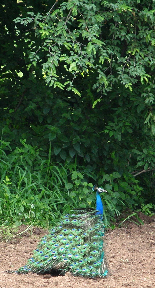 Peacock [Mor, मोर] at Morachi Chincholi