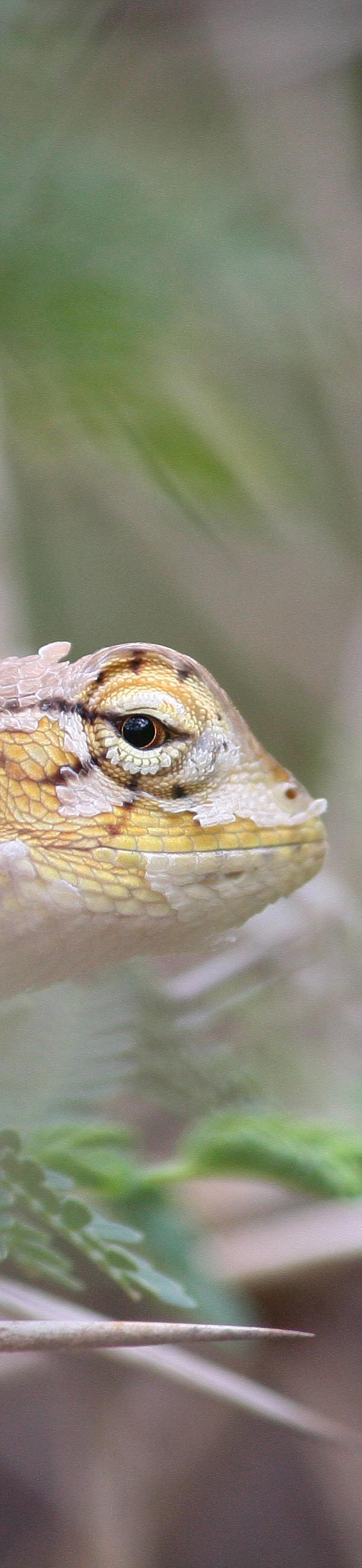 Face of a garden lizard